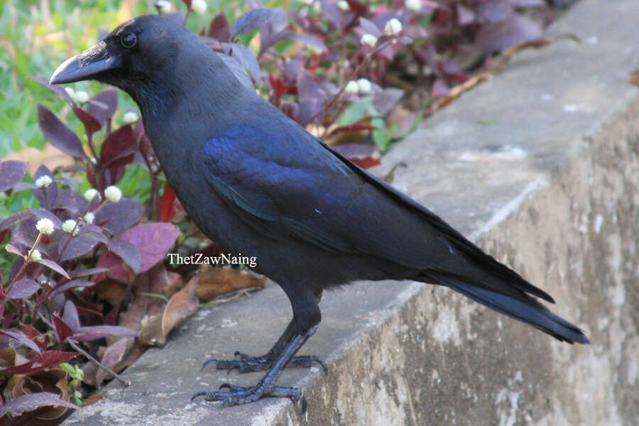 Imagem de Corvus splendens insolens Hume 1874