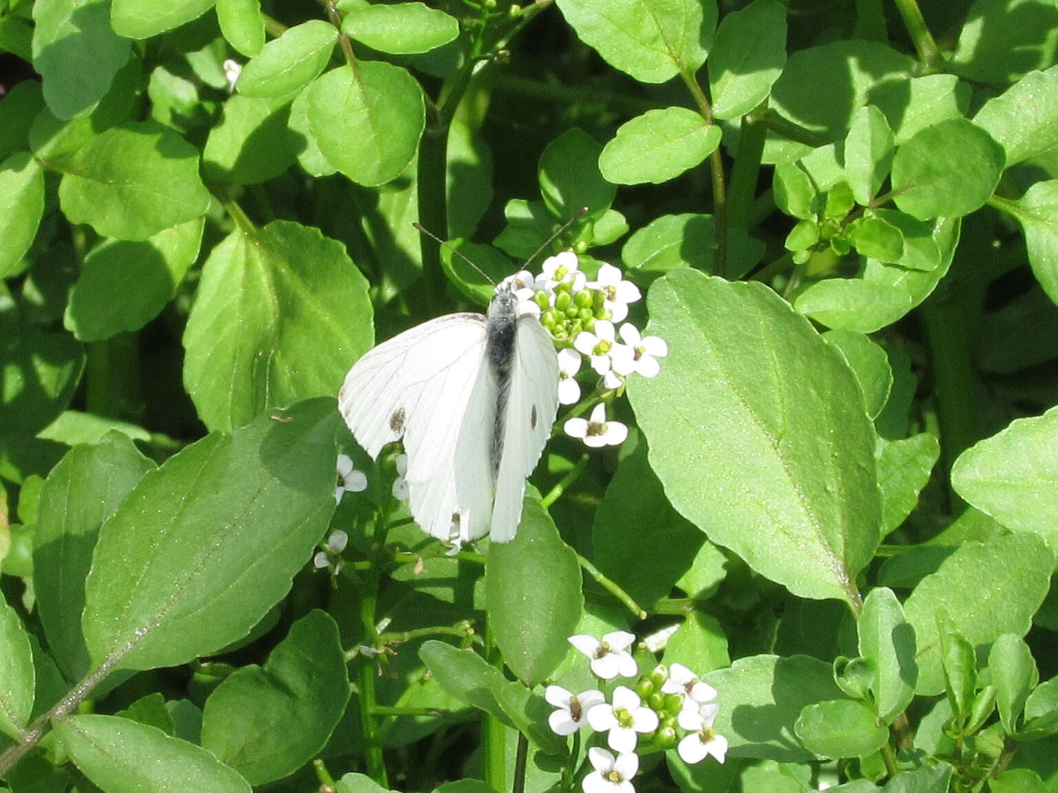 Image of Margined White