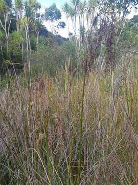 Imagem de Machaerina articulata (R. Br.) T. Koyama