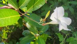 Image of Mangrovevine