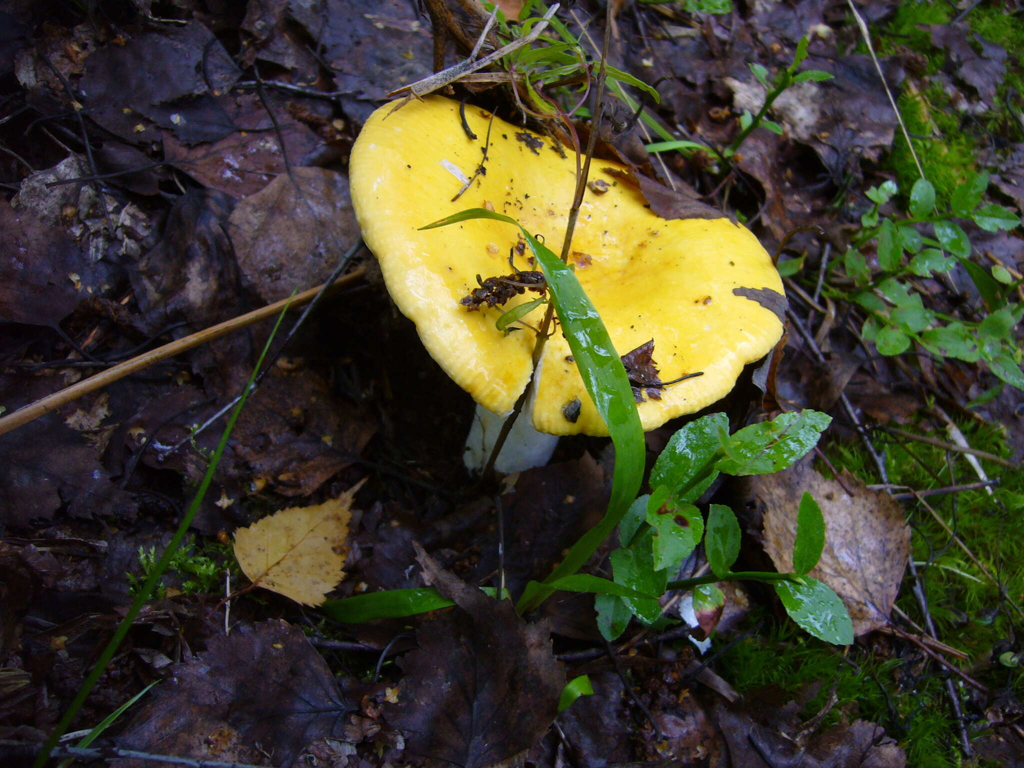 Image of yellow swamp brittlegill