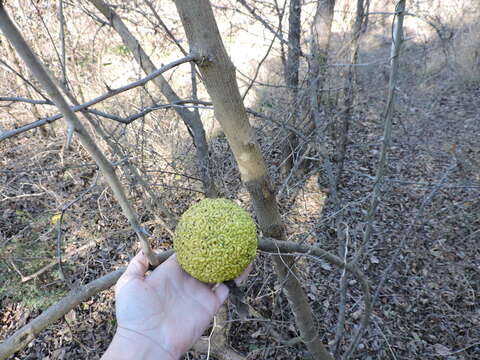 Image of Osage-orange