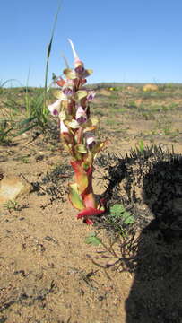 Image of Disa ovalifolia Sond.