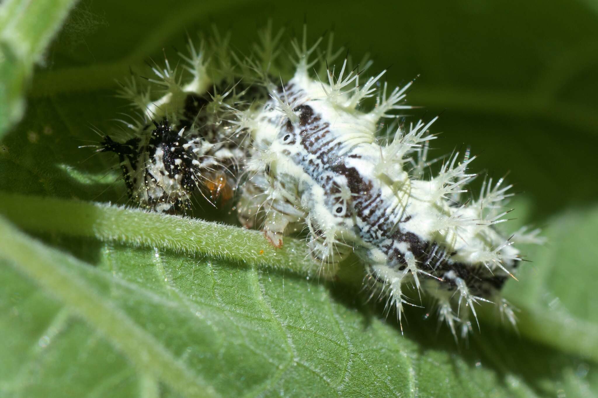 Image of Satyr Comma