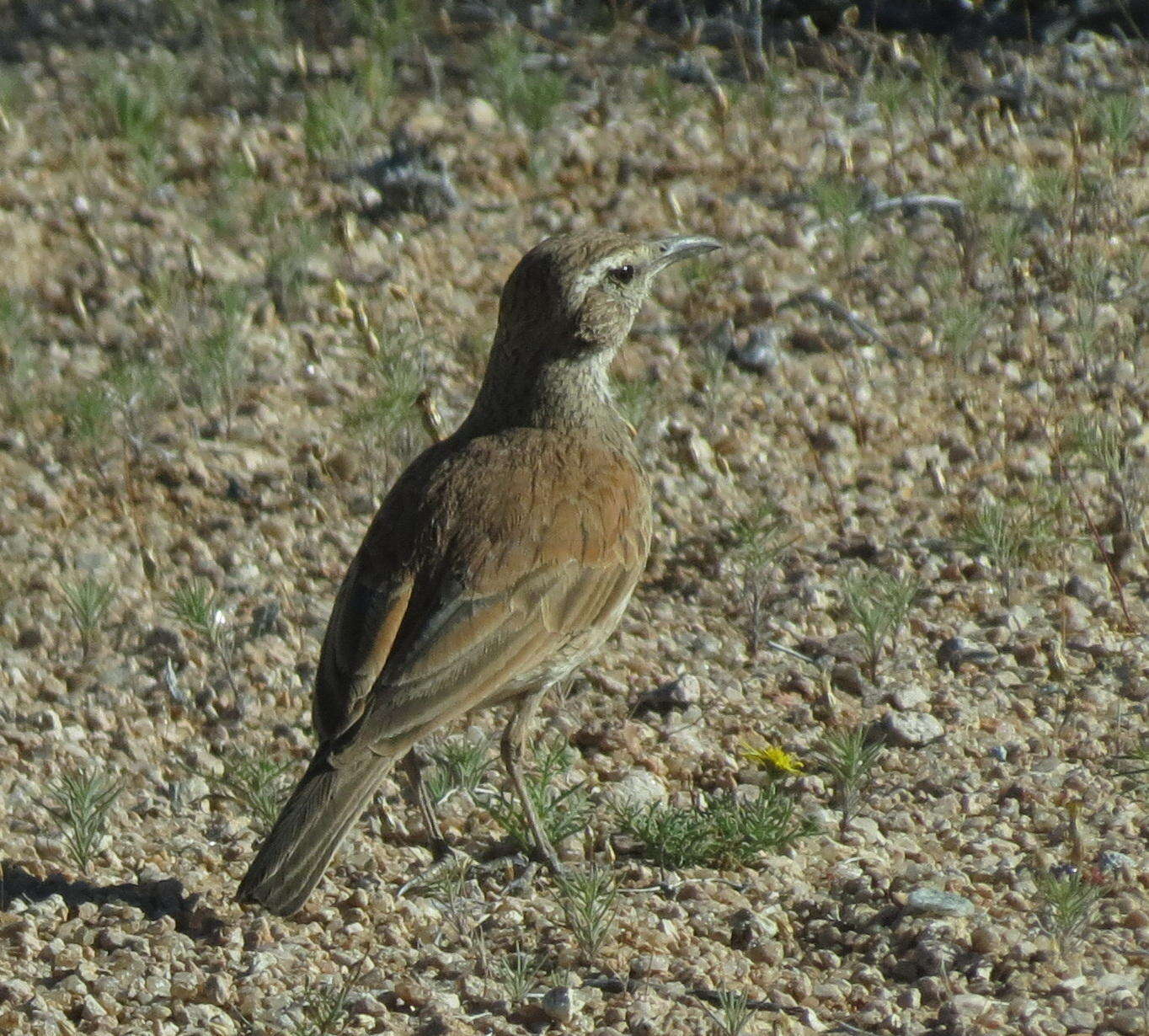 Image of Certhilauda subcoronata bradshawi (Sharpe 1904)