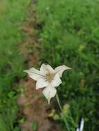 Imagem de Gladiolus longicollis subsp. platypetalus (Baker) Goldblatt & J. C. Manning