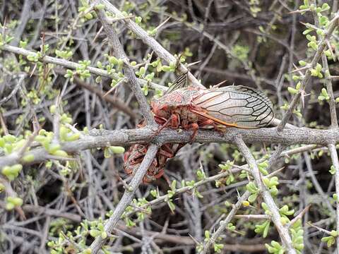 Image of Calliopsida