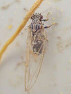 Image of Potato Psyllid