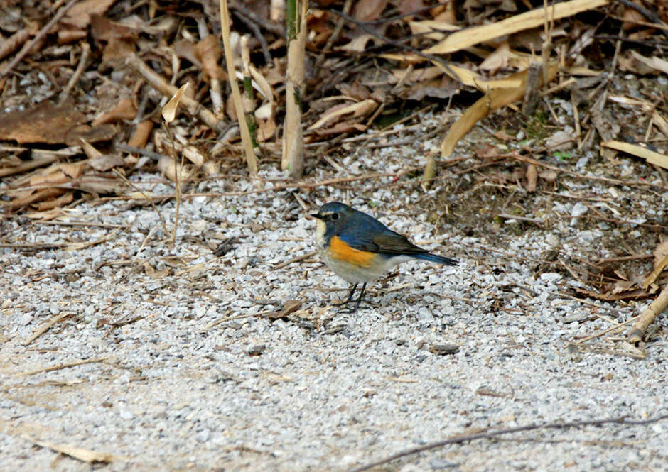 Image of Orange-flanked Bush-Robin