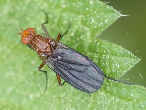 Image of Pelidnoptera leptiformis (Schiner 1862)