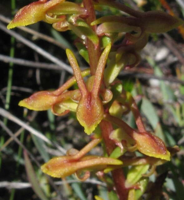 Satyrium pygmaeum Sond. resmi