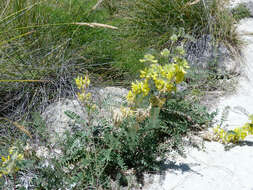 Image of Astragalus alopecuroides L.