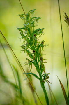 Слика од Platanthera lacera (Michx.) G. Don