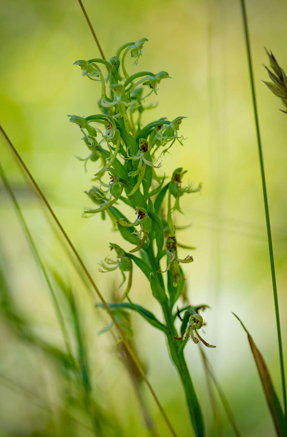 Слика од Platanthera lacera (Michx.) G. Don