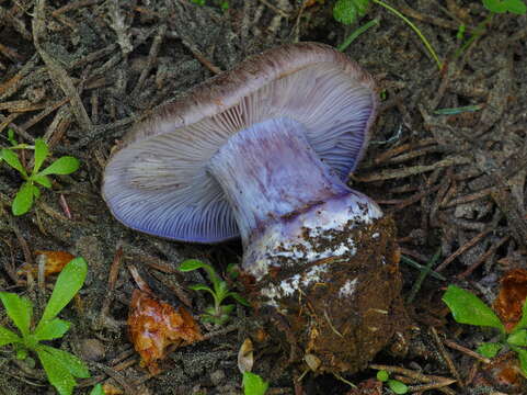 Image of Cortinarius subolivascens A. H. Sm. 1944