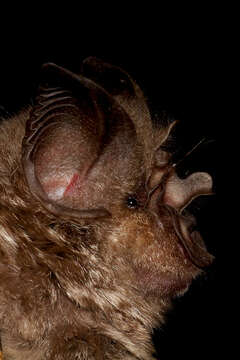 Image of Hildebrandt's Horseshoe Bat -- Hildebrandt's Horseshoe Bat