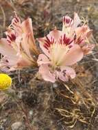 Image of Alstroemeria diluta Ehr. Bayer