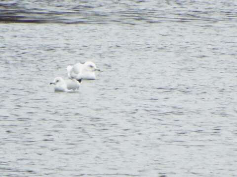 Image of Glaucous Gull