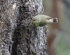 Imagem de Acanthiza reguloides australis (North 1904)