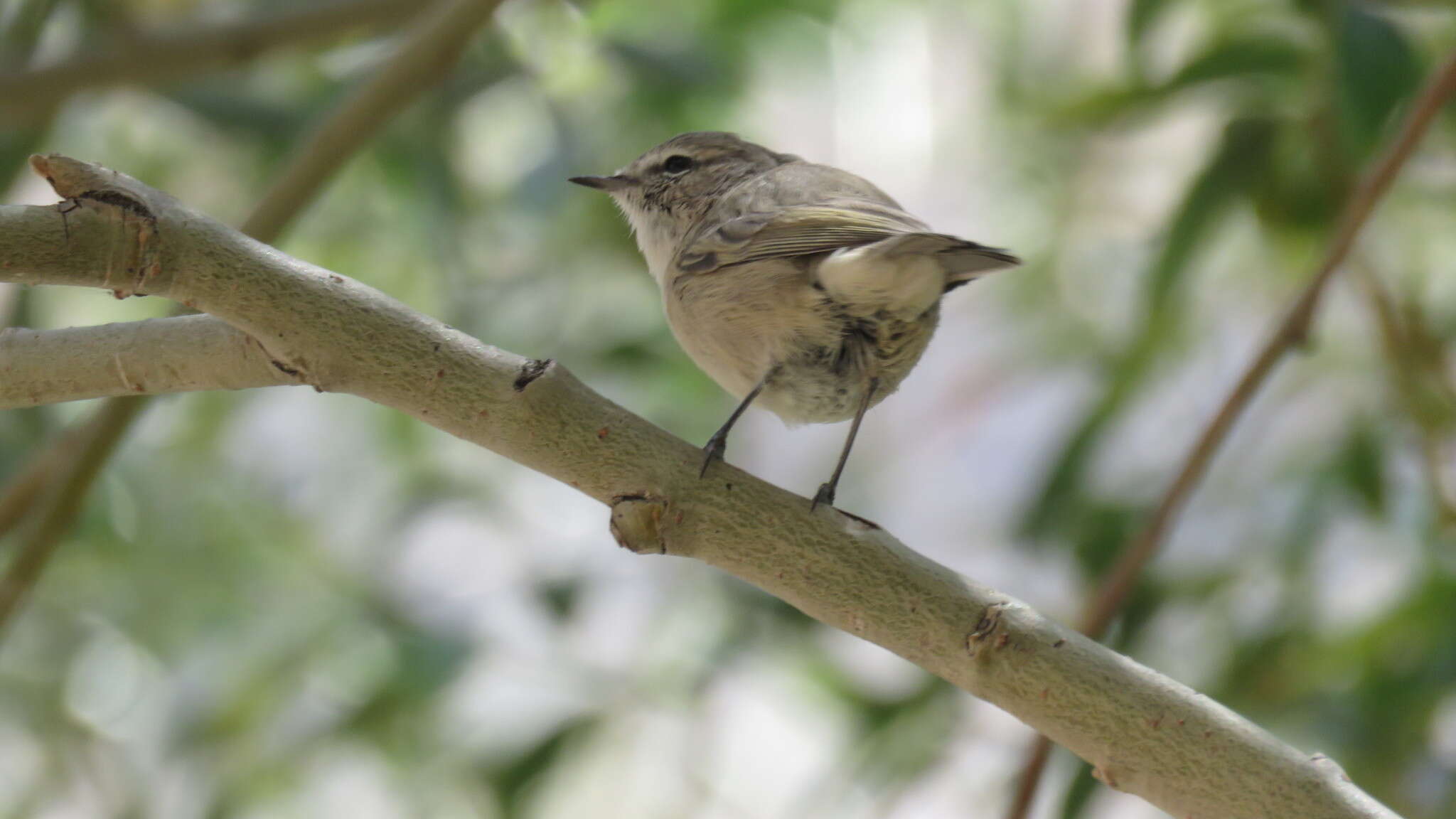 Image of Plain Leaf Warbler