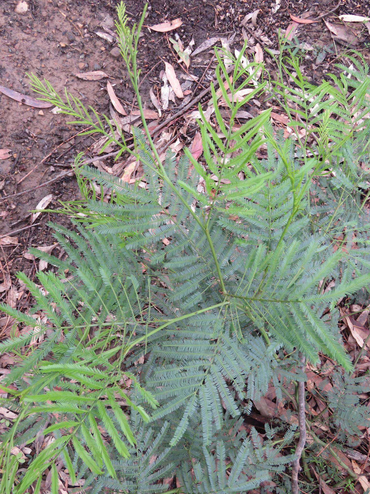 Acacia parramattensis Tindale的圖片