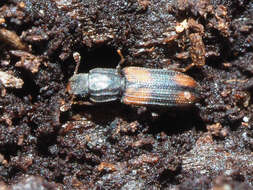 Image of Bark beetle