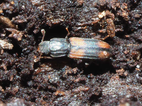Image of Bark beetle