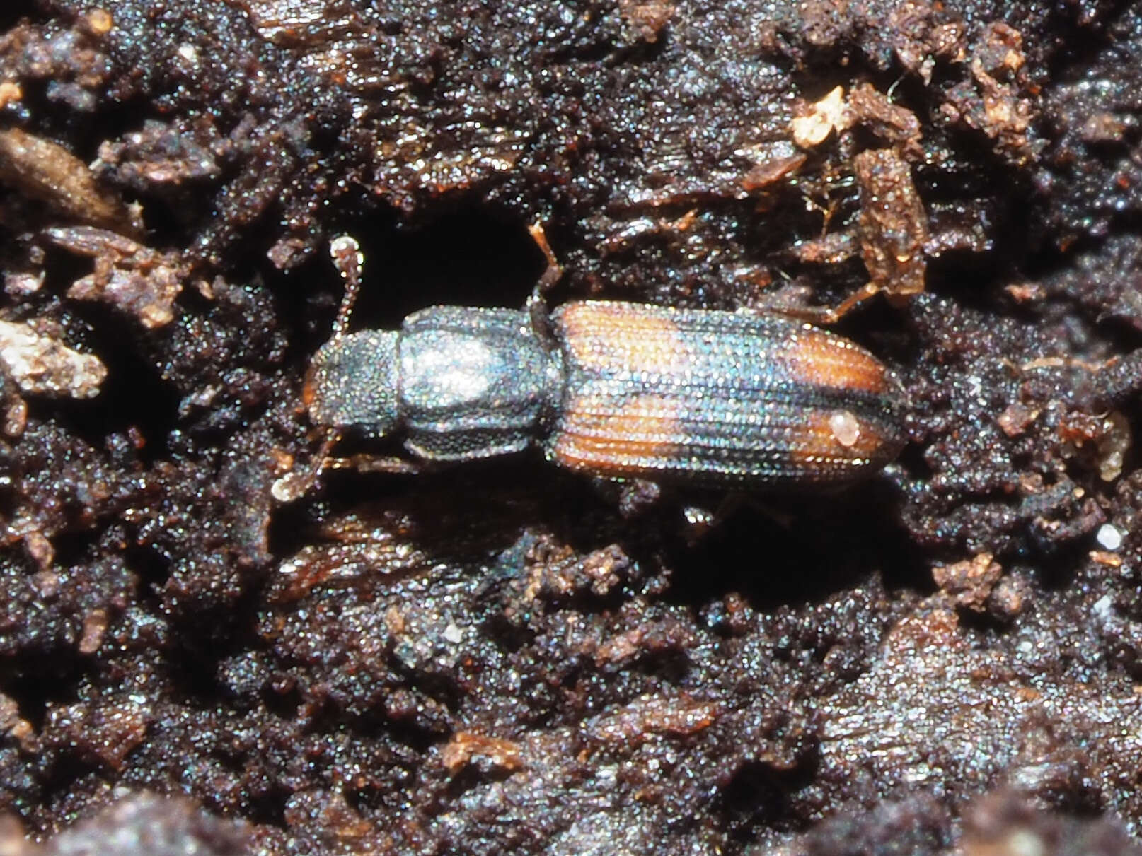 Image of Bark beetle