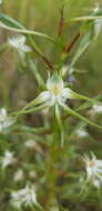 Image de Habenaria nyikana Rchb. fil.