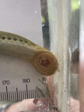 Image of Ohio lamprey