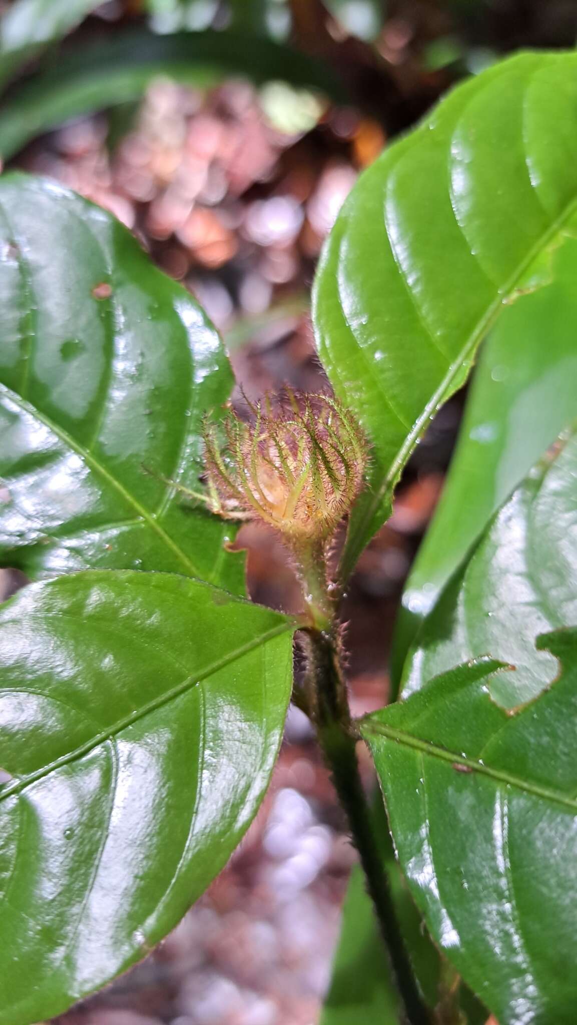 Image of Palicourea glabra