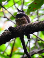 Image of Sooty-capped Puffbird