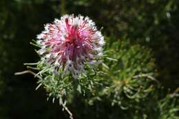 Plancia ëd Serruria cyanoides (L.) R. Br