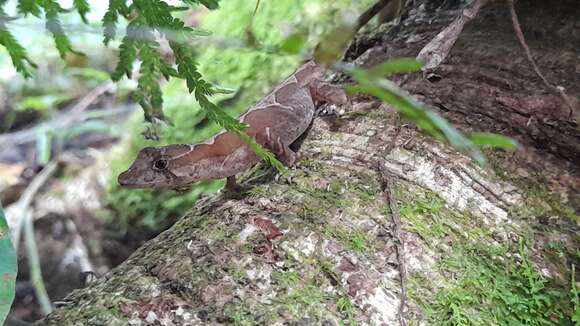 Image of Anolis naufragus (Campbell, Hillis & Lamar 1989)