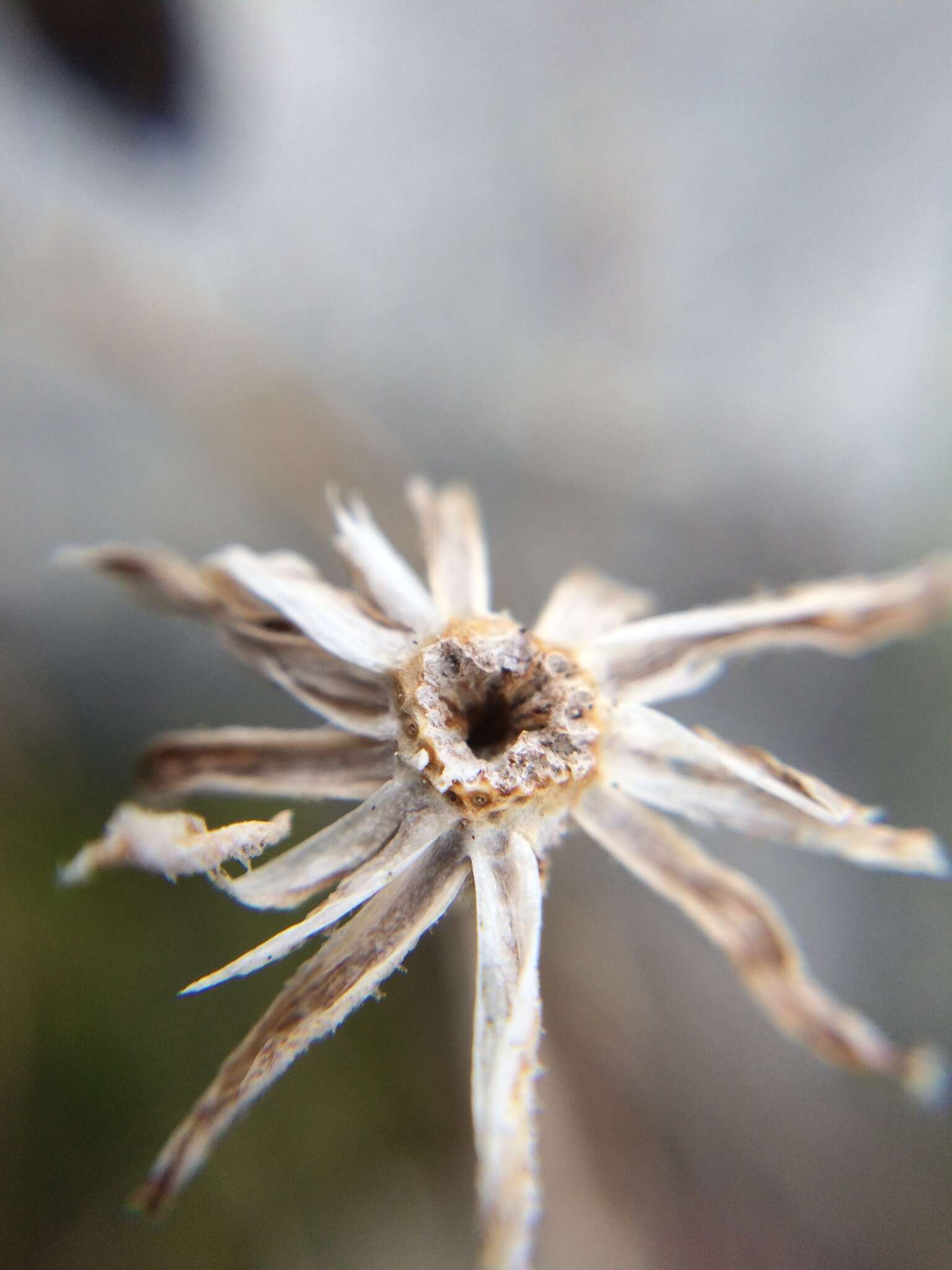 Image of Brachyglottis haastii (Hook. fil.) B. Nord.