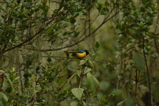 Image of Regal Sunbird