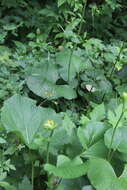 Image of Ligularia fischeri (Ledeb.) Turcz.