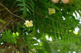 Image of Dendrobium sanguinolentum Lindl.