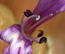 Image of pincushion beardtongue