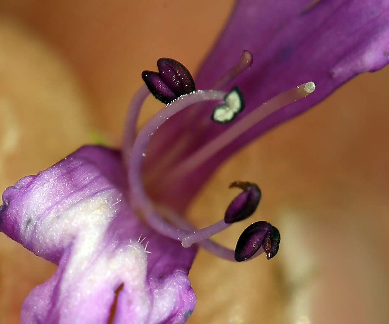 Image of pincushion beardtongue