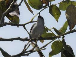 صورة Polioptila caerulea cozumelae Griscom 1926