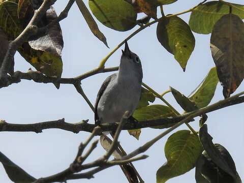 Image of Polioptila caerulea cozumelae Griscom 1926