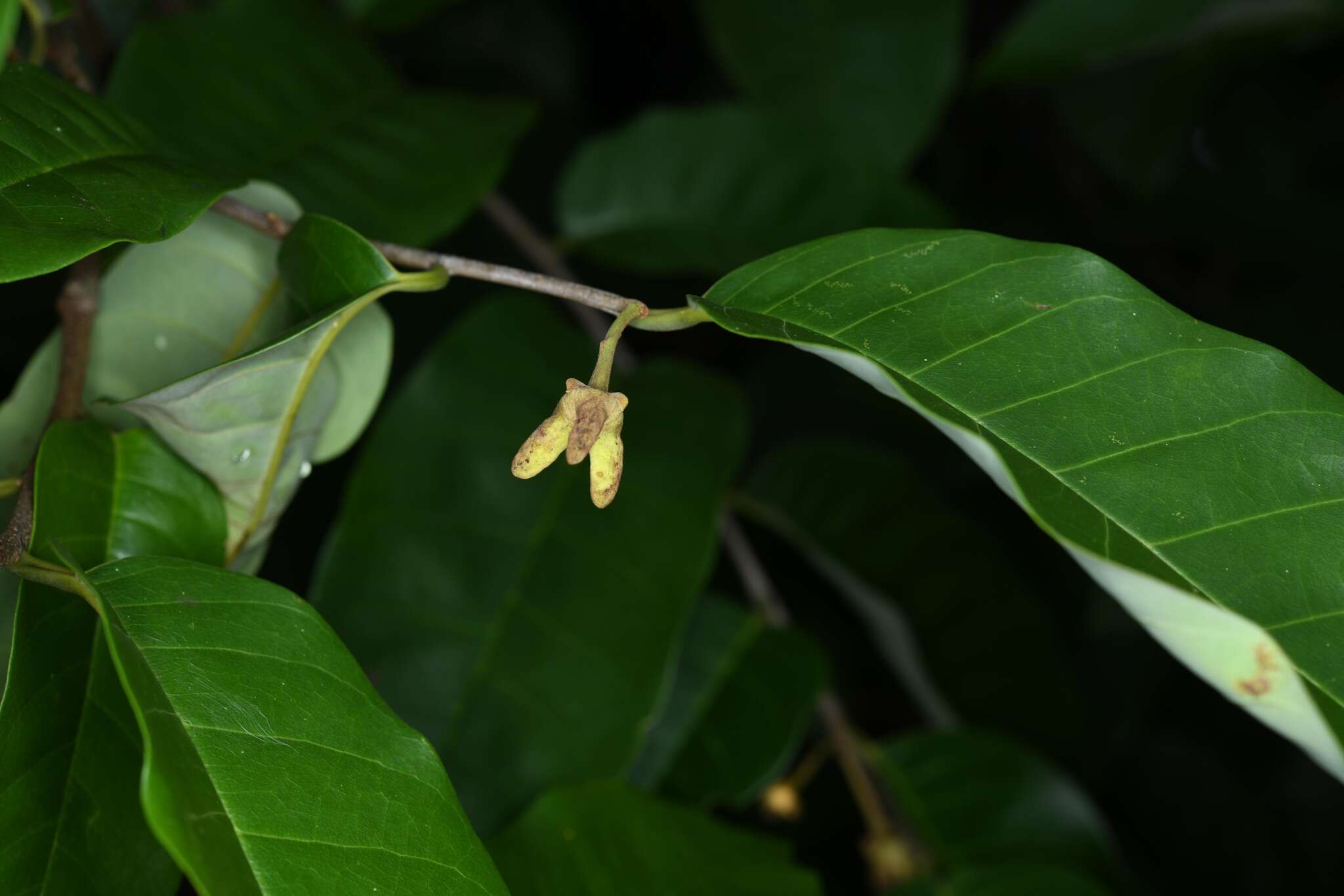 Image of Annona exsucca DC.