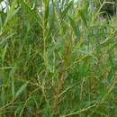 Image of Salix fragilis f. vitellina