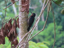 Image of Puerto Rican Woodpecker