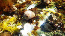 Image of Mediterranean intertidal hermit crab