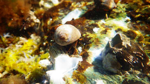 Image of Mediterranean intertidal hermit crab