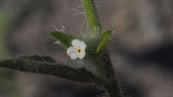 Image of Simpsonanthus jonesii (A. Gray) Guilliams, Hasenstab & B. G. Baldwin