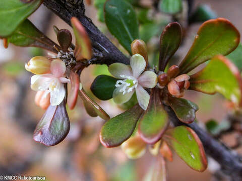 Image of Paramollugo decandra (S. Elliot) Thulin