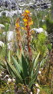 Image of Wachendorfia thyrsiflora Burm.